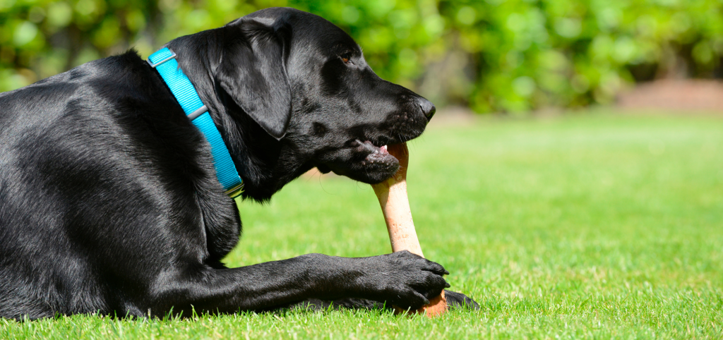 Nature S Own Dog Chews Nature S Own Dog Chews