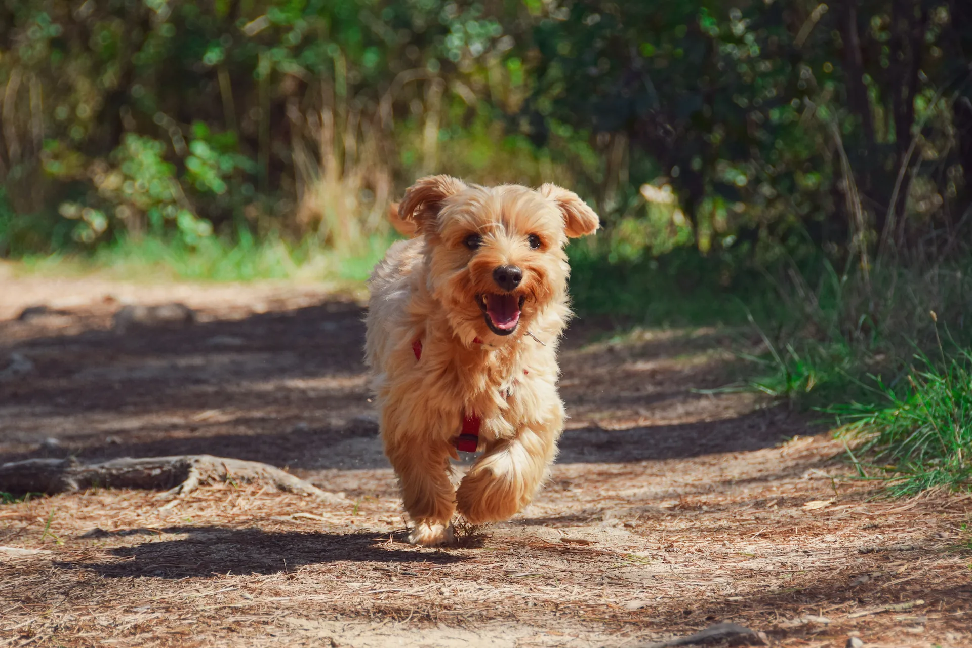 Terrier running down a trail