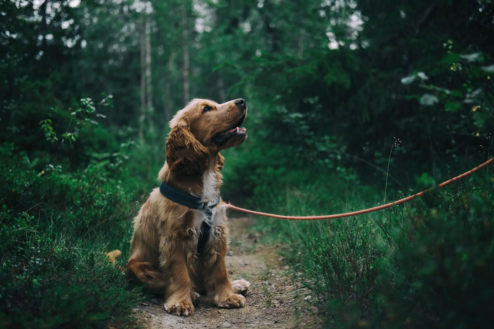 Dog sitting on a forest trail